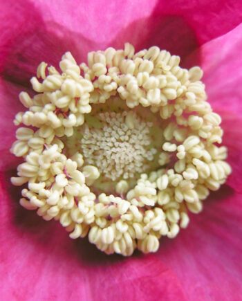 Rubus Odoratus Af Pauline Snoeijs