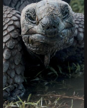Skildpadde Close-up Plakat