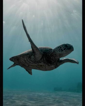 Skildpadde Under Havet Plakat