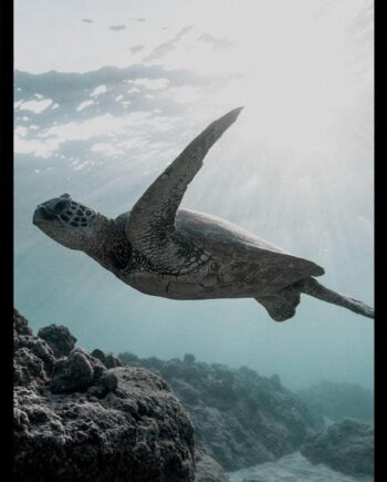 Skildpadde Under Vandet Plakat
