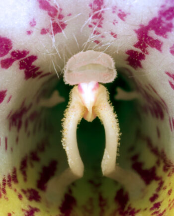 Streptocarpus Af Pauline Snoeijs