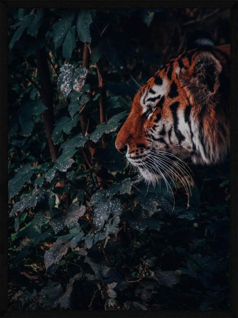 Tiger   Junglen Plakat
