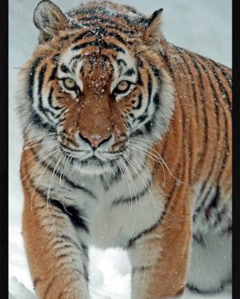 Tiger   Sneen Plakat