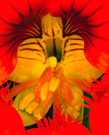Tropaeolum Af Pauline Snoeijs