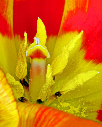 Tulipa   Af Pauline Snoeijs