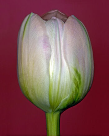 Tulipa   Af Pauline Snoeijs