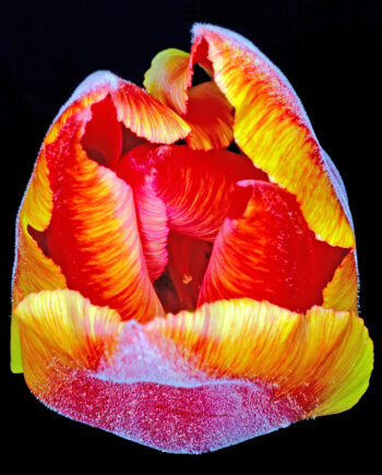 Tulipa   Af Pauline Snoeijs