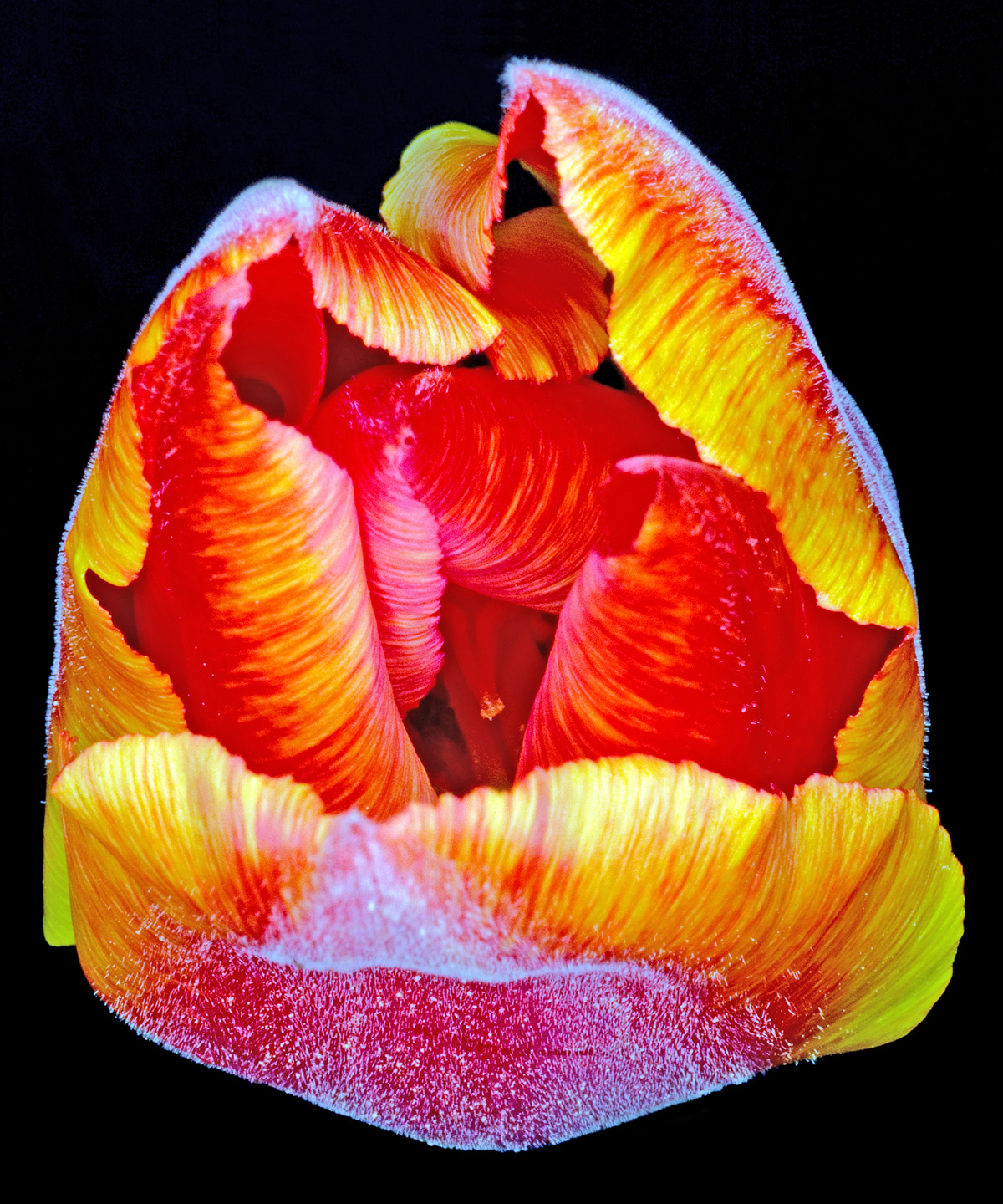 Tulipa   Af Pauline Snoeijs