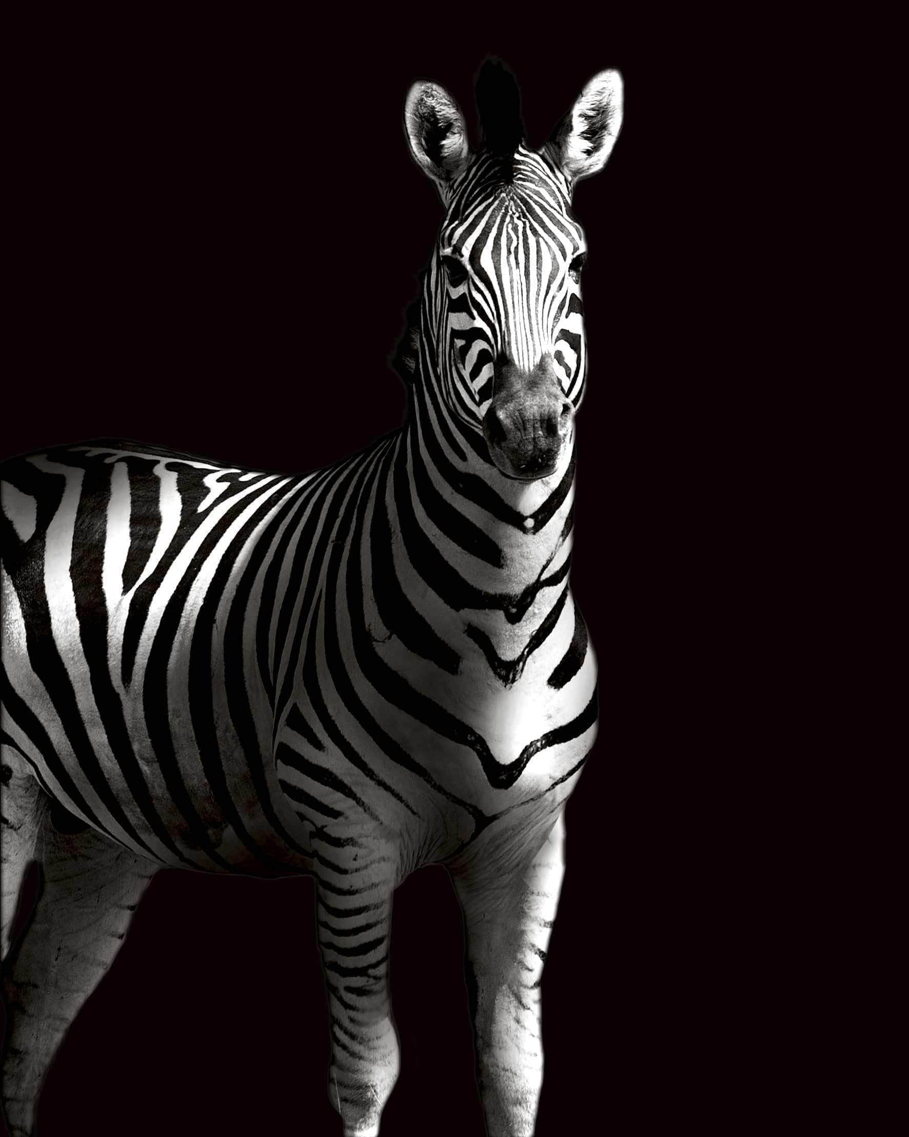 Zebra   Skygge Plakat