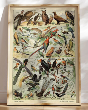 Adolphe Millot Oiseaux Pour Tous Plakat Med Fugle