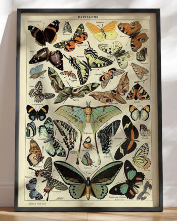 Adolphe Millot Papillons Pour Tous Retroplakat Med Sommerfugle