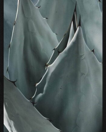 Agave Plakat