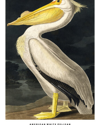 American White Pelican Af Plakatwerket