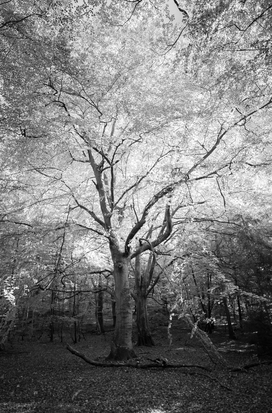 And Then   Found   Tree Af David Foli