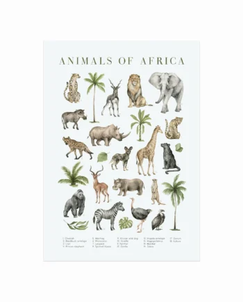 Animals Of Africa