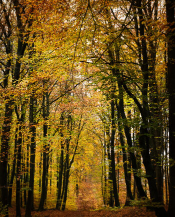 Autumn Af Jakob Evers