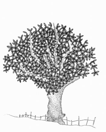 Bladettræ Af Cilia Sindt