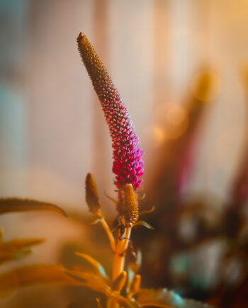 Blomst   Aftensol Af Smukstil By Mea