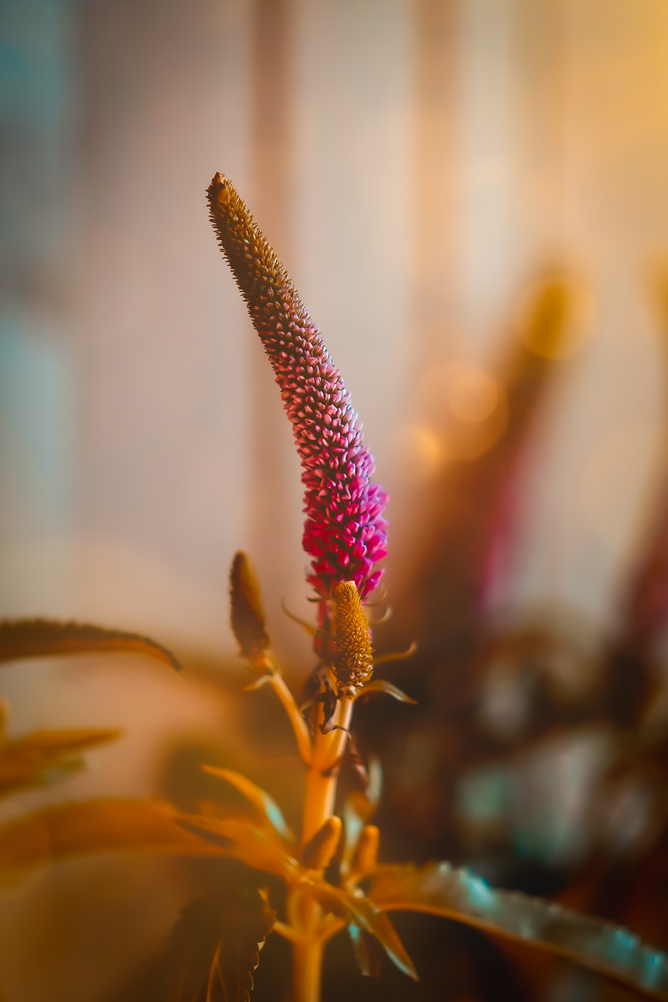 Blomst   Aftensol Af Smukstil By Mea
