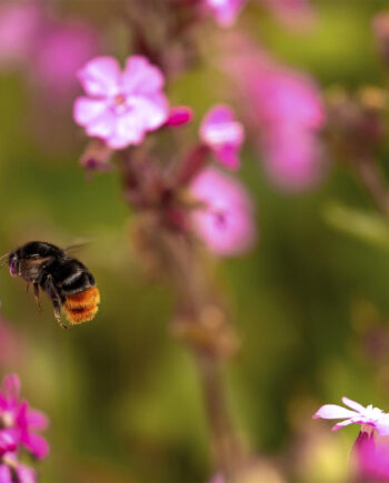 Blomster Og Humlebi Af Msj Natur Foto