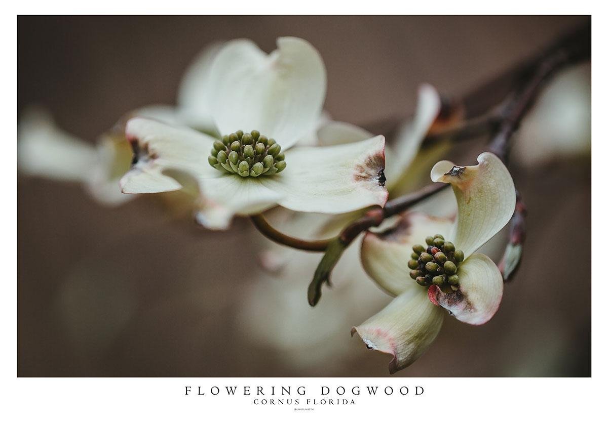 Blomsterkornel Cornus Florida Plakat