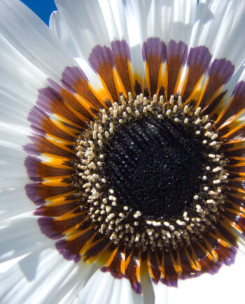 Blooming White Af Kirsten Stigsgaard