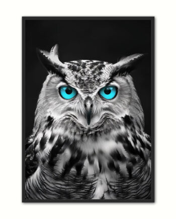 Blue Eyes   Ugle