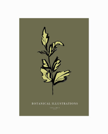 Botanical Illustrations  Leaf