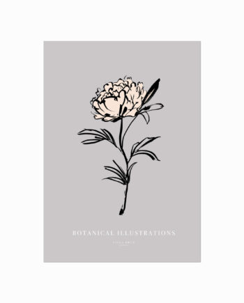 Botanical Illustrations  Peony