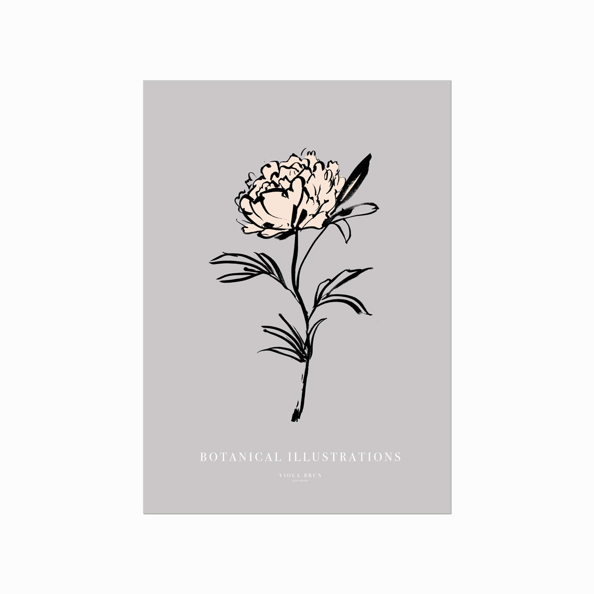 Botanical Illustrations  Peony