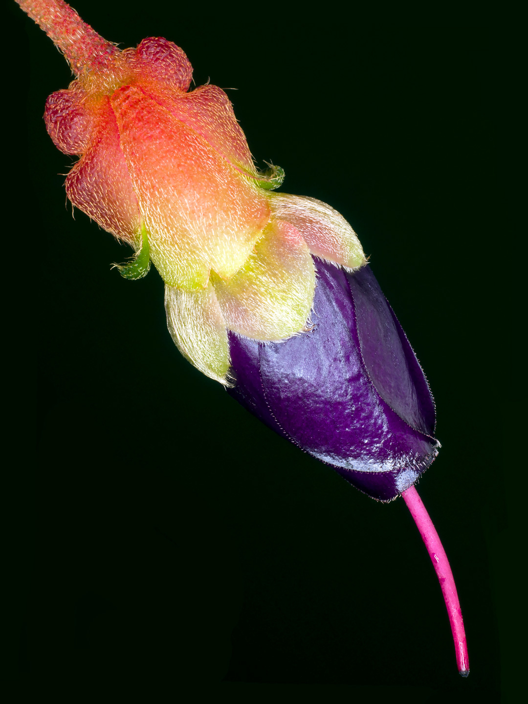 Brachyotum Campanulare Af Pauline Snoeijs