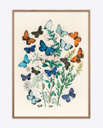 Butterflies