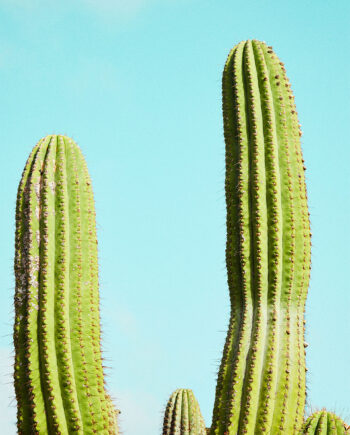 Cactusland No    Af Camilla Schmidt