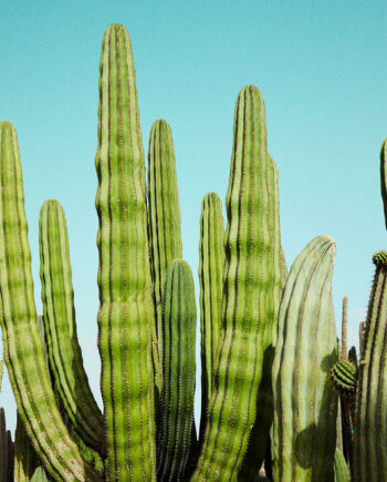 Cactusland No    Af Camilla Schmidt
