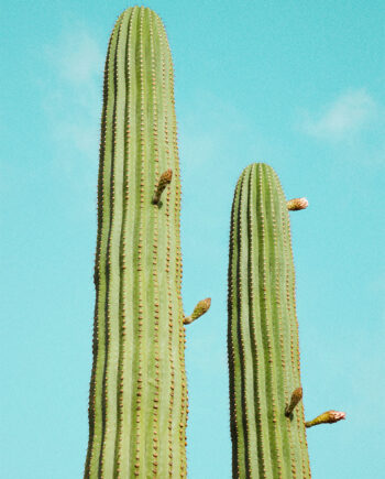 Cactusland No    Af Camilla Schmidt