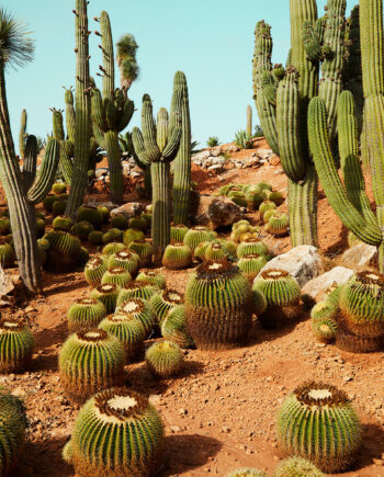 Cactusland No    Af Camilla Schmidt