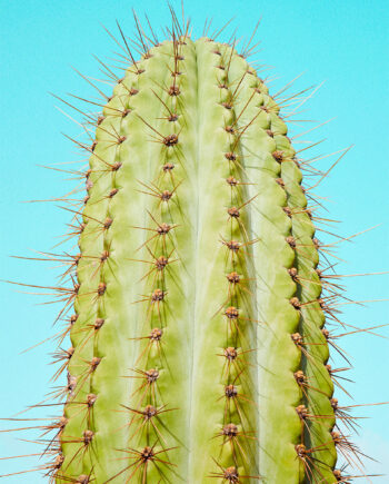 Cactusland No    Af Camilla Schmidt