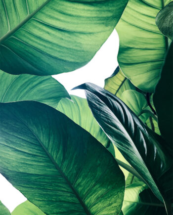 Calathea No    Af Illux