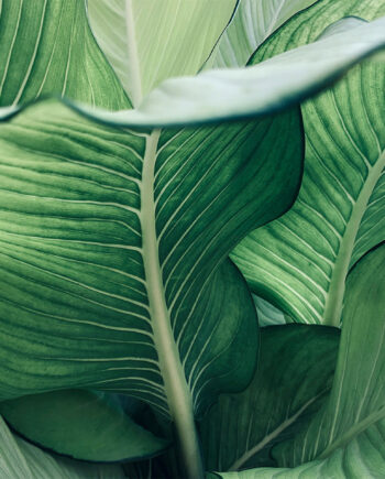 Calathea No    Af Illux