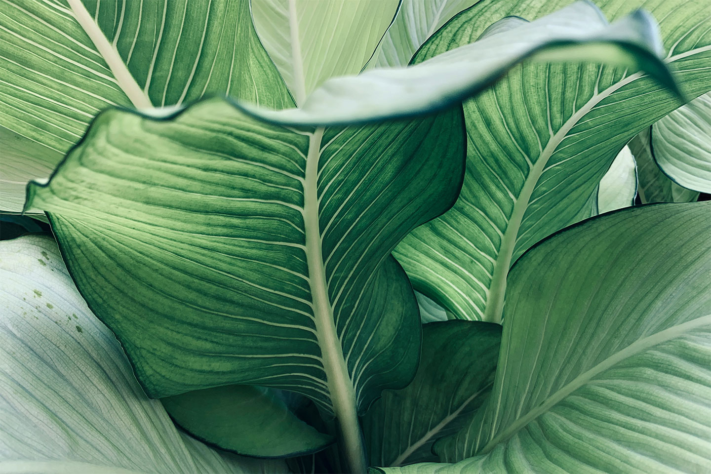 Calathea No Af Illux