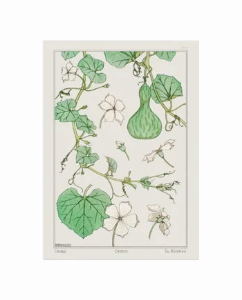 Courge  White   Flowered Gourd