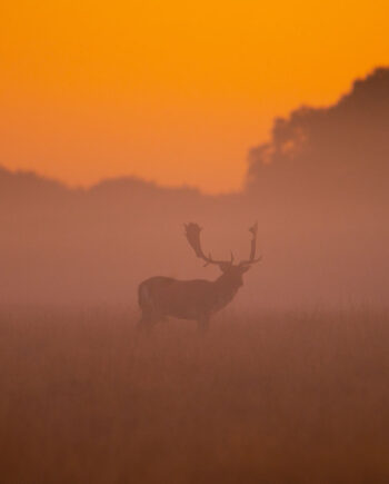 Dawning Of   New Day Af Daniel Faisst