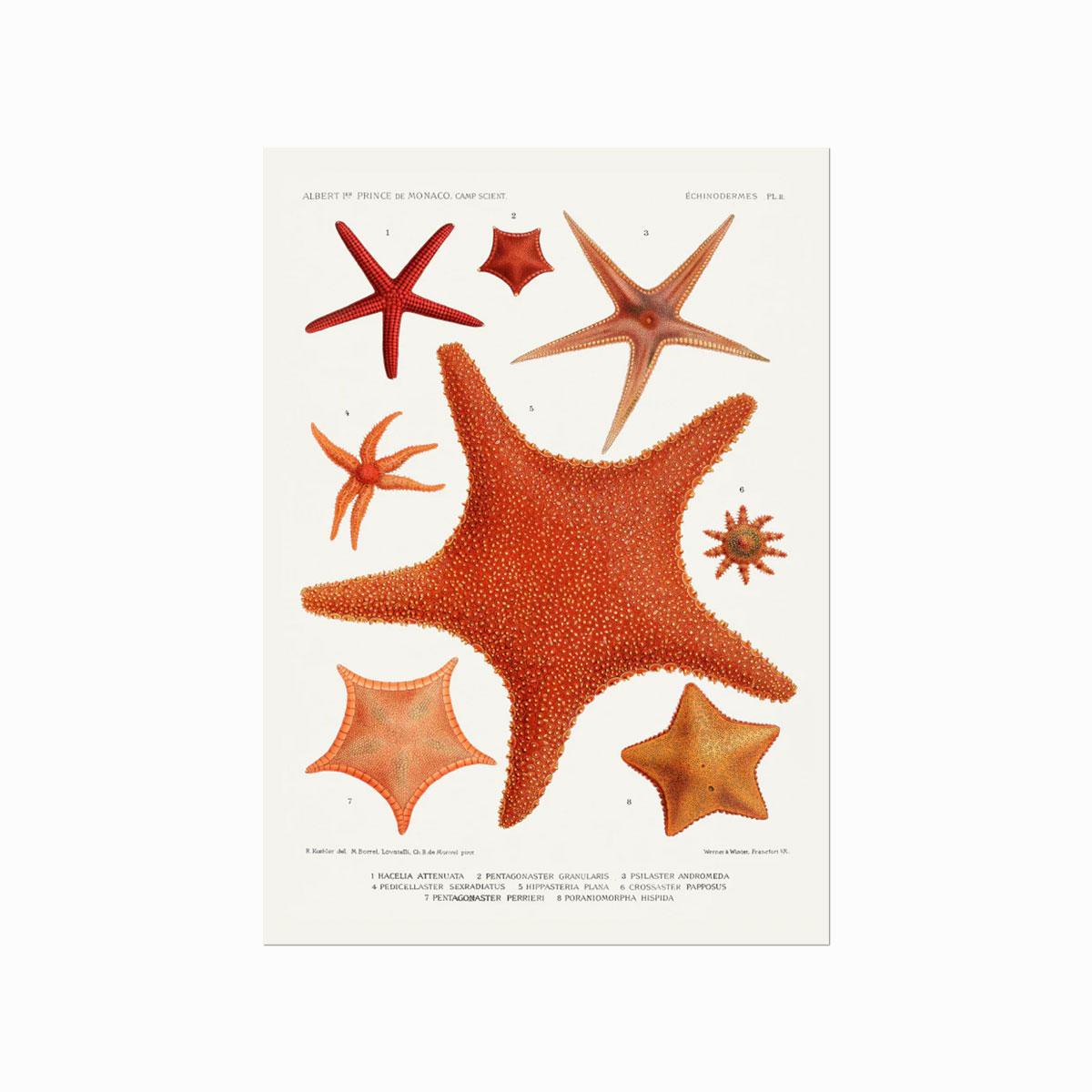 Echinodermes  Starfish