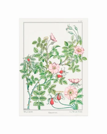 Eglantier  Wild Rose