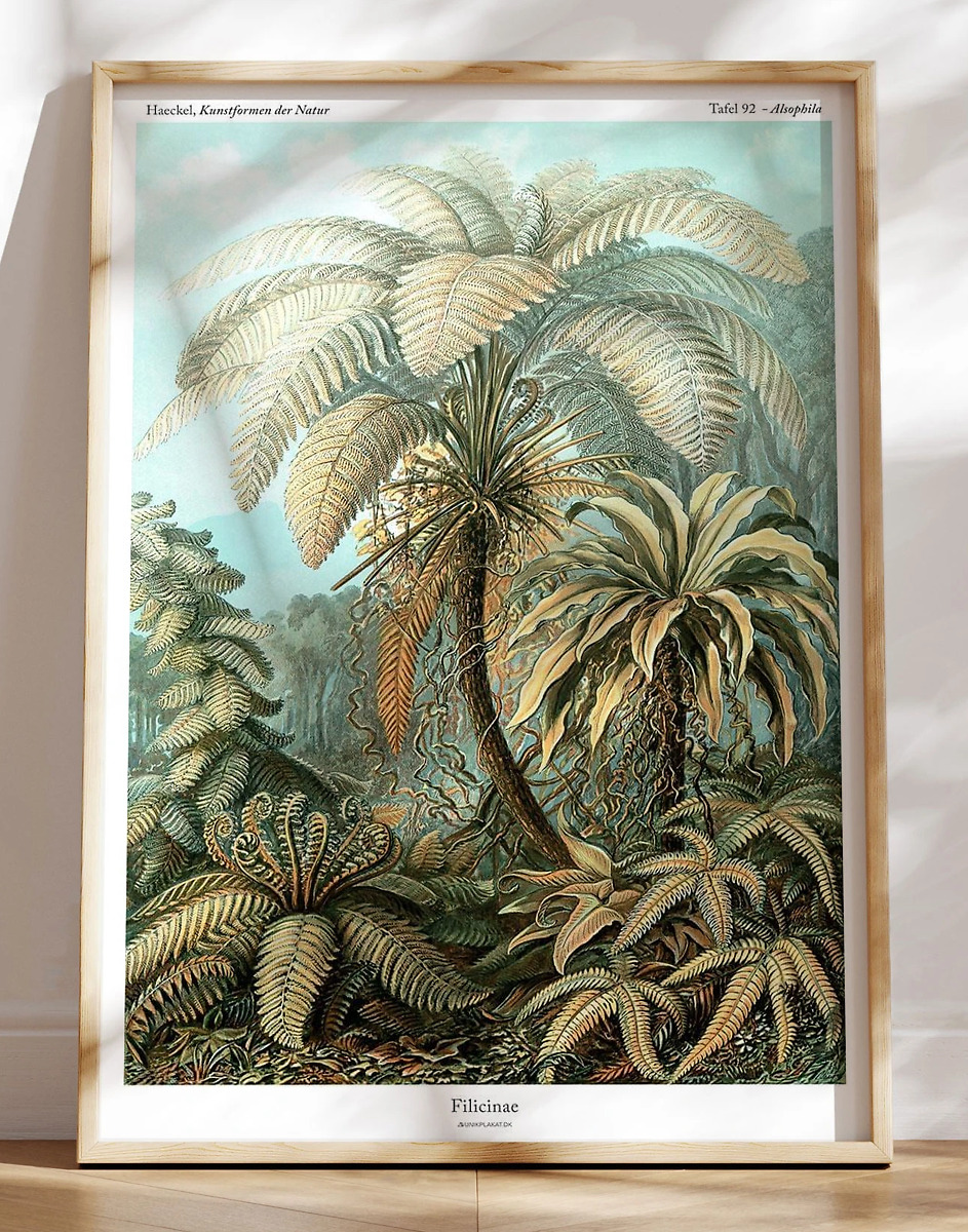 Ernst Haeckel Filicinae  Plakat Med Bregne