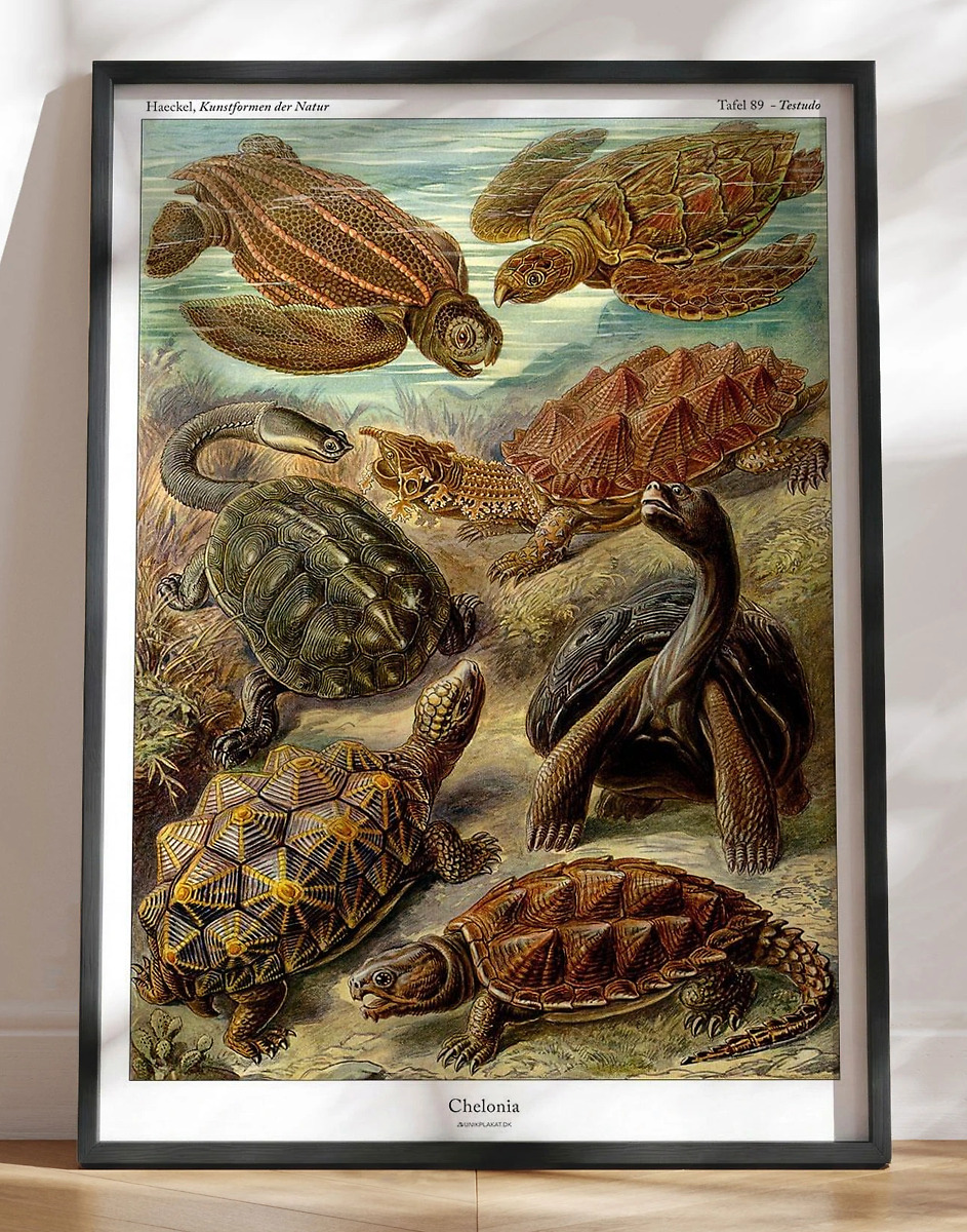 Ernst Haeckel Plakat Chelonia  Skildpadder