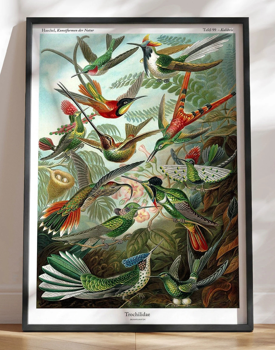 Ernst Haeckel Plakat Trochilidae Kolibris