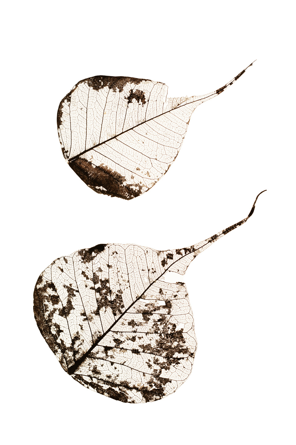 Fallen Leaves    Af Tal Paz-fridman