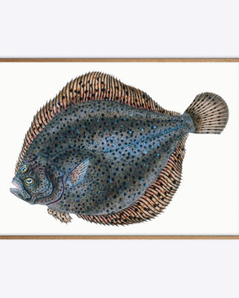 Flatfish