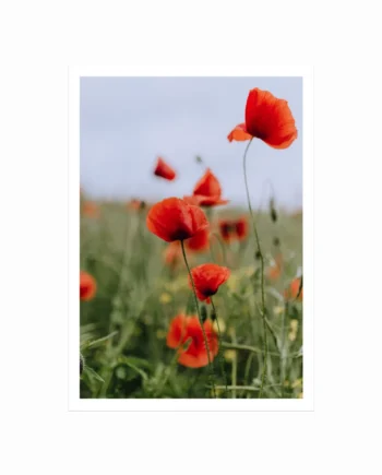 Flower Field